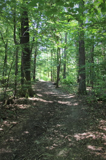 Waldweg